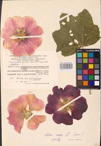 Alcea rosea L., Eastern Europe, Central region (E4) (Russia)