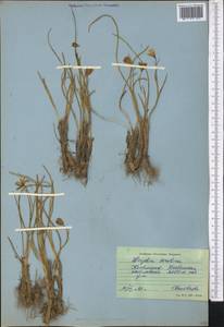 Gagea serotina (L.) Ker Gawl., Middle Asia, Western Tian Shan & Karatau (M3) (Kyrgyzstan)