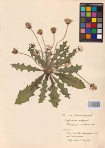Taraxacum serotinum (Waldst. & Kit.) Poir., Eastern Europe, North Ukrainian region (E11) (Ukraine)