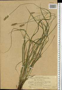 Carex spicata subsp. spicata, Eastern Europe, North Ukrainian region (E11) (Ukraine)