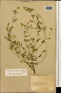 Trigonella spicata Sm., Caucasus, Azerbaijan (K6) (Azerbaijan)