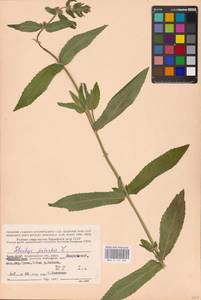 MHA 0 154 866, Stachys palustris L., Eastern Europe, Northern region (E1) (Russia)