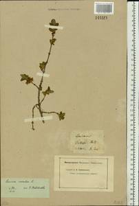 Lonicera caerulea L., Siberia (no precise locality) (S0) (Russia)