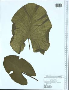 Nuphar lutea (L.) Sibth. & Sm., Eastern Europe, Central region (E4) (Russia)