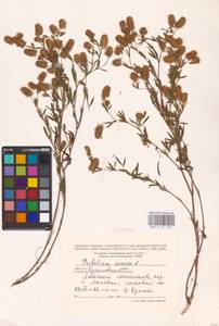 Trifolium arvense L., Eastern Europe, North Ukrainian region (E11) (Ukraine)