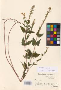 MHA 0 155 486, Scutellaria supina L., Eastern Europe, South Ukrainian region (E12) (Ukraine)