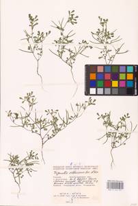 Medicago orthoceras (Kar. & Kir.) Trautv., Eastern Europe, Lower Volga region (E9) (Russia)