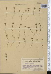Asperula arvensis L., Middle Asia, Western Tian Shan & Karatau (M3) (Kazakhstan)