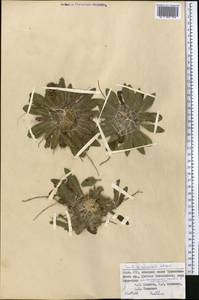 Pentanema rhizocephalum (Schrenk) Sennikov, Middle Asia, Pamir & Pamiro-Alai (M2) (Kyrgyzstan)