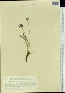 Oxytropis adamsiana (Trautv.)Jurtzev, Siberia, Yakutia (S5) (Russia)