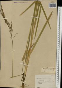 Glyceria maxima (Hartm.) Holmb., Eastern Europe, Central forest region (E5) (Russia)