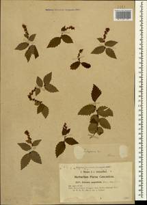 Zelkova carpinifolia (Pall.) C. Koch, Caucasus, Georgia (K4) (Georgia)
