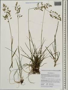 Poa pratensis L., Eastern Europe, Northern region (E1) (Russia)