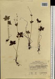 Ranunculus japonicus Thunb., Siberia, Russian Far East (S6) (Russia)