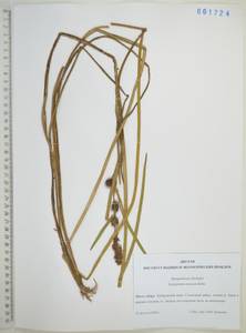 Sparganium emersum Rehmann, Siberia, Russian Far East (S6) (Russia)