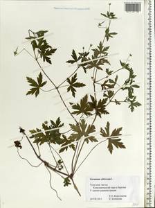 Geranium sibiricum L., Eastern Europe, Central region (E4) (Russia)