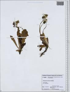 Taraxacum bicorne Dahlst., Siberia, Western Siberia (S1) (Russia)