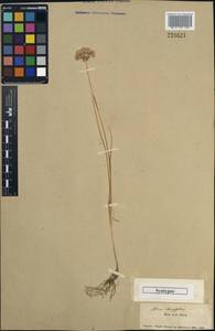 Allium oliganthum Kar. & Kir., Unclassified (Kazakhstan)