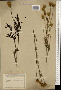 Klasea radiata subsp. radiata, Caucasus, Krasnodar Krai & Adygea (K1a) (Russia)