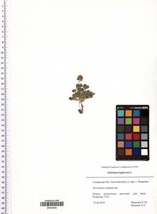 Trifolium fragiferum L., Eastern Europe, Middle Volga region (E8) (Russia)