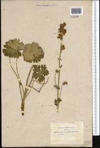 Aconitum rotundifolium Kar. & Kir., Middle Asia, Pamir & Pamiro-Alai (M2) (Uzbekistan)
