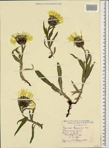 Centaurea cheiranthifolia Willd., Caucasus, Stavropol Krai, Karachay-Cherkessia & Kabardino-Balkaria (K1b) (Russia)