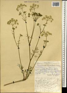 Kitagawia baicalensis (Redowsky ex Willd.) Pimenov, Mongolia (MONG) (Mongolia)