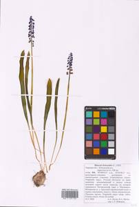 Muscari botryoides (L.) Mill., Eastern Europe, North-Western region (E2) (Russia)