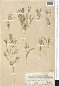 Astragalus campylorhynchus Fischer & C. A. Meyer, Middle Asia, Syr-Darian deserts & Kyzylkum (M7) (Kazakhstan)