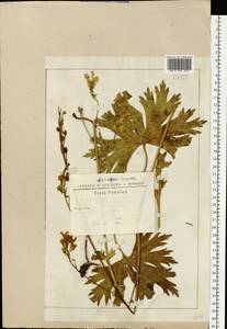 Aconitum lycoctonum subsp. lasiostomum (Rchb.) Warncke, Eastern Europe, South Ukrainian region (E12) (Ukraine)