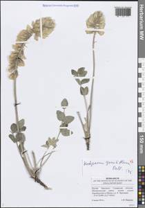 Hedysarum grandiflorum Pall., Eastern Europe, Middle Volga region (E8) (Russia)