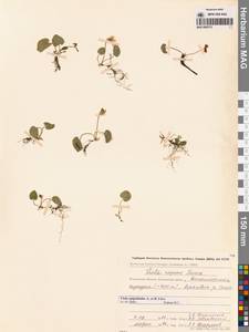 Viola epipsila subsp. repens (Turcz.) W.Becker, Siberia, Chukotka & Kamchatka (S7) (Russia)