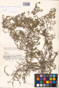 MHA 0 156 890, Thymus calcareus Klokov & Des.-Shost., Eastern Europe, Lower Volga region (E9) (Russia)