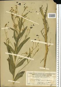 Armoracia rusticana P. Gaertn., B. Mey. & Scherb., Eastern Europe, Volga-Kama region (E7) (Russia)