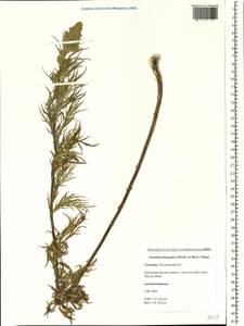 Artemisia mongolica (Fisch. ex Besser) Nakai, Siberia, Russian Far East (S6) (Russia)