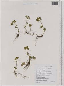Chrysosplenium alternifolium L., Western Europe (EUR) (Poland)