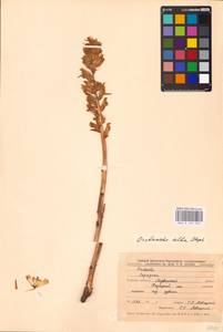 MHA 0 162 402, Orobanche alba, Eastern Europe, Central forest-and-steppe region (E6) (Russia)