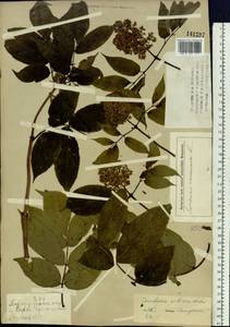 Sambucus sibirica Nakai, Siberia, Altai & Sayany Mountains (S2) (Russia)