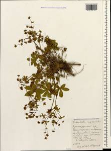 Potentilla ruprechtii Boiss., Caucasus, Krasnodar Krai & Adygea (K1a) (Russia)