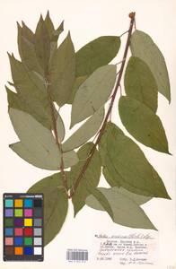 Prunus serotina Ehrh., Eastern Europe, Moscow region (E4a) (Russia)