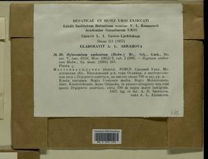 Hylocomiastrum umbratum (Hedw.) M. Fleisch. ex Broth., Bryophytes, Bryophytes - Permsky Krai, Udmurt Republic, Sverdlovsk & Kirov Oblasts (B8) (Russia)