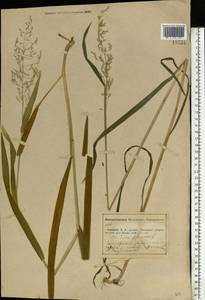 Milium effusum L., Eastern Europe, Middle Volga region (E8) (Russia)