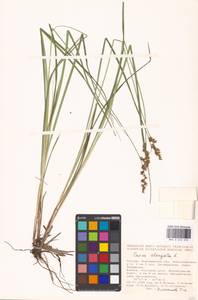 Carex elongata L., Eastern Europe, Central forest-and-steppe region (E6) (Russia)