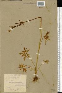 Ranunculus acris L., Eastern Europe, Belarus (E3a) (Belarus)