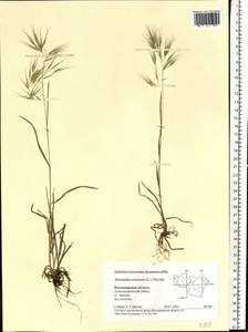 Bromus tectorum L., Eastern Europe, Central region (E4) (Russia)