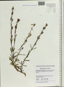 Silene tatarica (L.) Pers., Eastern Europe, Northern region (E1) (Russia)