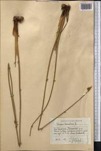 Schoenoplectus lacustris (L.) Palla, Middle Asia, Caspian Ustyurt & Northern Aralia (M8) (Kazakhstan)