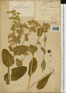 Bupleurum longifolium L., Eastern Europe, Eastern region (E10) (Russia)