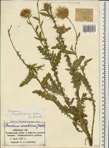 Carduus onopordioides subsp. atropatanicus (Grossh.) Greuter, Caucasus, Armenia (K5) (Armenia)