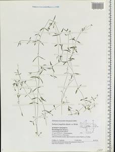 Stellaria longifolia (Regel) Muhl. ex Willd., Eastern Europe, Central region (E4) (Russia)